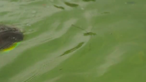 Captura en cámara lenta de un niño jugando en un mar, buceando y atrapando estrellas de mar rojas — Vídeo de stock