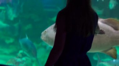 Steadycm vurdu. İncide büyük akvaryum egzotik balık bir oceanarium dolu izlerken bir kadın silüeti