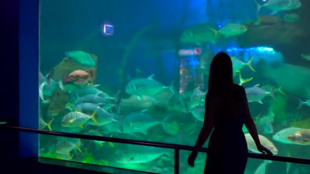 Steadycm 射击。一个女人的剪影看着一个巨大的水族馆入射在一个水族馆的异国情调的鱼 — 图库视频影像