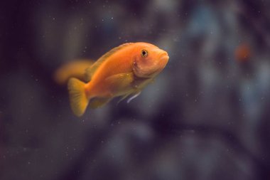 Mavi sularda mercan ve yosunlu tropikal balıklar. Su altı dünyasının güzel arka planı.