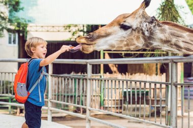 küçük çocuk çocuk izliyor ve hayvanat bahçesinde zürafa besleme. Mutlu bir çocukluk hayvanlar safari park sıcak yaz gününde eğleniyor.
