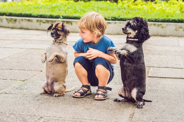 Little boy playing with little dogs outdoors at daytime