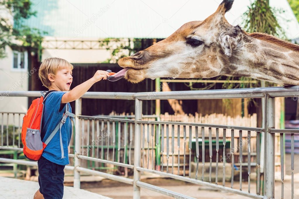 little kid boy watching and feeding giraffe in zoo. Happy kid having fun with animals safari park on warm summer day.