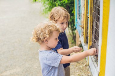 Kız ve erkek adatavşanı hayvanat bahçesinde beslenen