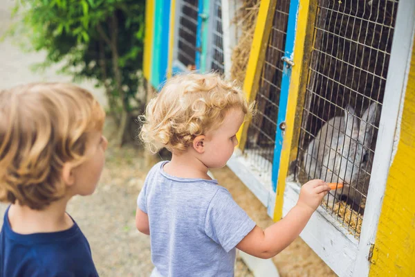 Fille et garçon sont nourris lapins dans le zoo caressant — Photo