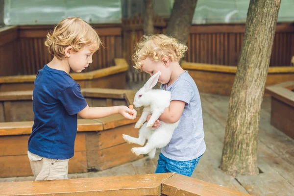 Niña y niño son alimentados con conejos en el zoológico de mascotas — Foto de Stock