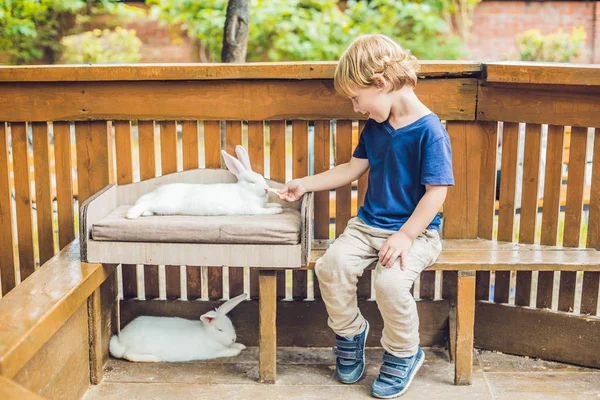 Tout Petit Garçon Caresse Jouer Avec Lapin Dans Zoo Caressant — Photo