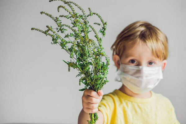 Boy is allergic to ragweed. In a medical mask, he holds a ragweed bush in his hands. Allergy to ambrosia concept..