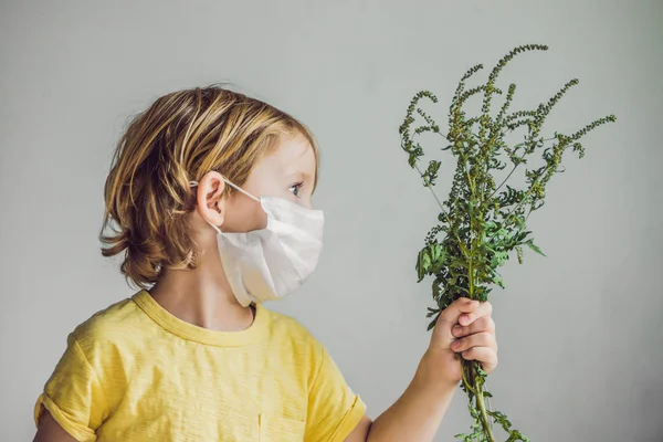 Chlapec Alergičtí Ambrózie Lékařské Masce Drží Ambrózie Bush Svých Rukou — Stock fotografie