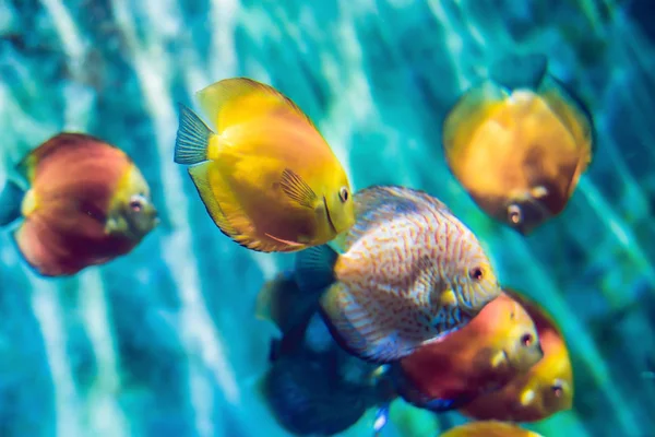 青い水の中にサンゴや藻類と熱帯魚 水中世界の美しい背景 — ストック写真