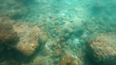 Flip UltraHD slowmotion Sualtı çekim balıkları tropikal bir denizde