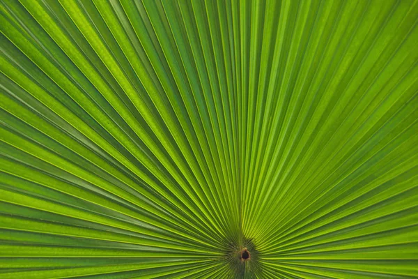 Green Footstool Palm Leaf Which Sun Shines — Stock Photo, Image