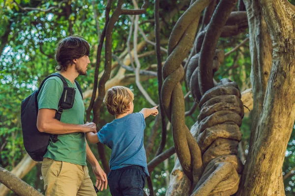 Отец Сын Смотрят Тропические Лианы Влажных Тропических Лесах — стоковое фото