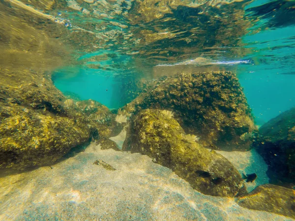 Poissons Tropicaux Coraux Dans Mer Sous Eau — Photo