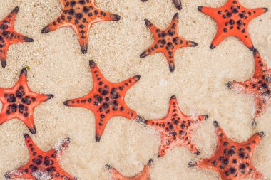 Güneşli tropikal plaj beyaz kum üzerinde kırmızı deniz yıldızı.