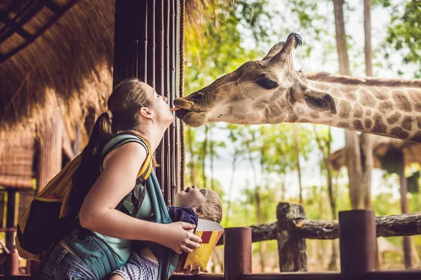 Щаслива Мати Син Спостерігають Годують Жирафа Зоопарку Щаслива Сім Розважається — стокове фото