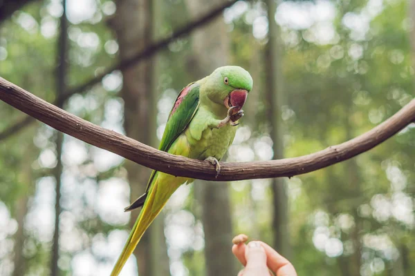 Duże Piękne Papuga Siedzi Gałęzi Drzewa — Zdjęcie stockowe