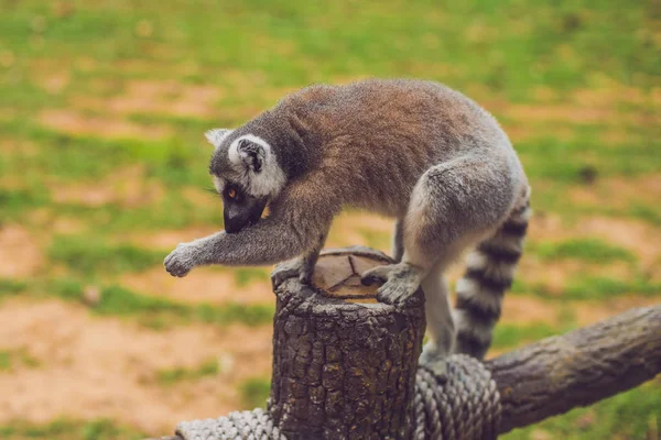 Lemur Catta Bir Çit Hayvanat Bahçesinde Oturur — Stok fotoğraf