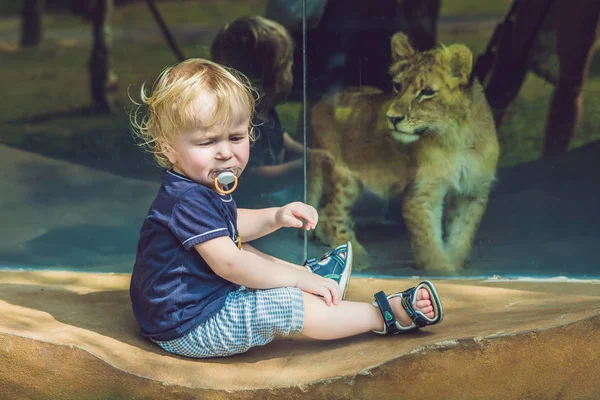 Little boy looking at little lion through glass in zoo.