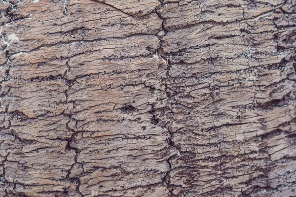 Старая Текстура Дерева Пальма Омытая Морем — стоковое фото