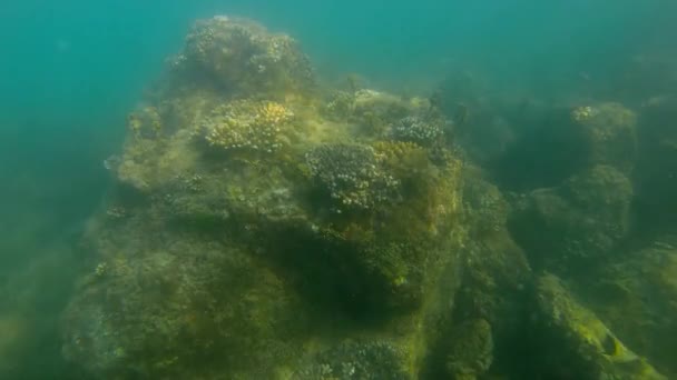 Underwater View Fishes Swim Coral Reef Tropical Sea Slow Motion — Stock Video