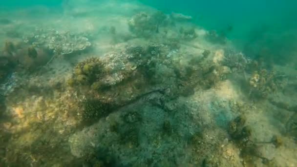 Ultrahd slow motion submarino tiro de peces en un mar tropical — Vídeo de stock