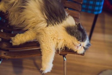 Sandalye uyumak tüylü kedi