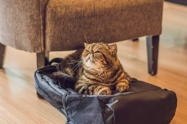 fluffy cat sleeping on backpack