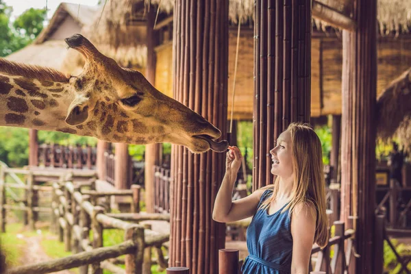Щаслива Молода Жінка Дивиться Годує Жирафа Зоопарку Щаслива Молода Жінка — стокове фото
