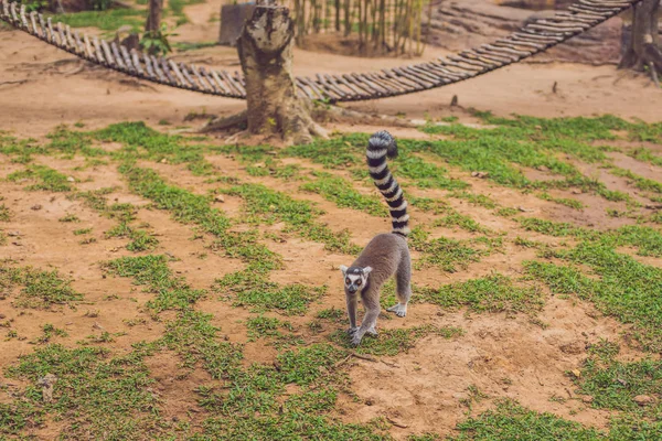 Lemur Catta Biegnie Trawie Zoo — Zdjęcie stockowe