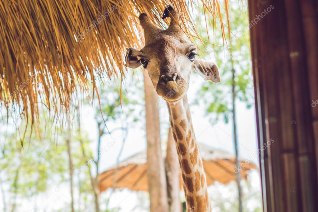 Portrait of a giraffe against a thatched roof.
