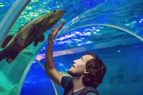 Man Kijkt Naar Vissen Het Aquarium — Stockfoto