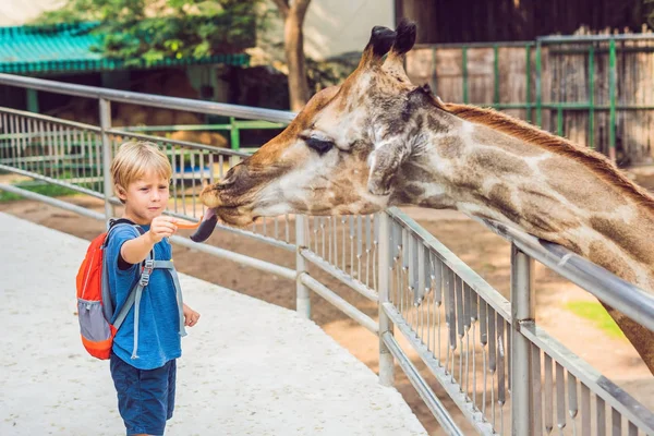 Маленький Хлопчик Дивиться Годує Жирафа Зоопарку Щаслива Дитина Розважається Парком — стокове фото