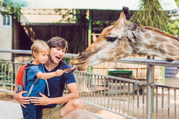 Father and son watching and feeding giraffe in zoo. Happy kid having fun with animals safari park on warm summer day.