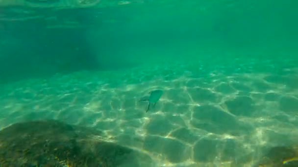 Медленный снимок тропической рыбы, плавающей в море — стоковое видео