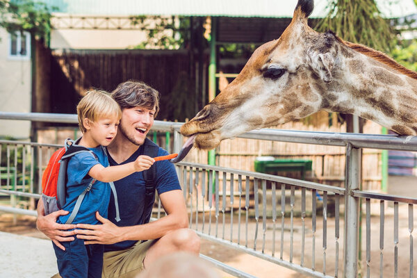 Father and son watching and feeding giraffe in zoo. Happy kid having fun with animals safari park on warm summer day.