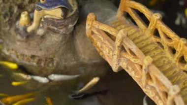 Rengarenk ile Çin Bahçe gölet görünümünü sazan koi balıkları.