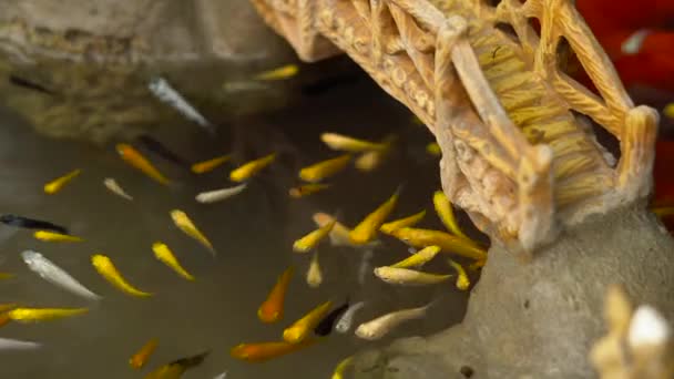 View Chinese Garden Pond Multicoloured Carp Koi Fishes — Stock Video