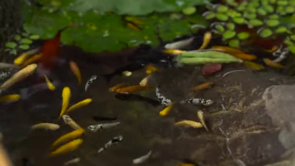 View Chinese Garden Pond Multicoloured Carp Koi Fishes — Stock Video