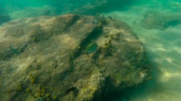 Tiro de câmera lenta de um peixe tropical nadando em um mar — Vídeo de Stock