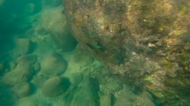 Bir tropikal balık bir denizde Yüzme fotoğrafını Slowmotion