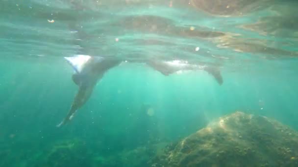 Tikje shot van een jonge man, snorkelen en duiken duik in zee — Stockvideo