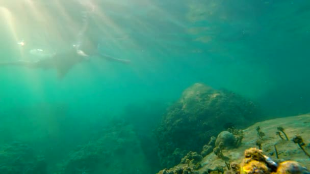 Slowmotion skott av en ung man snorkling och dykning doppa i havet — Stockvideo