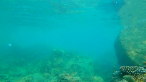 Slowmotion 拍摄的一个年轻男子浮潜和潜水浸入海 — 图库视频影像