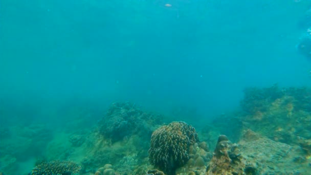 Slowmotion lövés egy fiatal férfi, snorkeling és búvárkodás dip-tengerbe — Stock videók