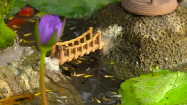 Rengarenk ile Çin Bahçe gölet görünümünü sazan koi balıkları.