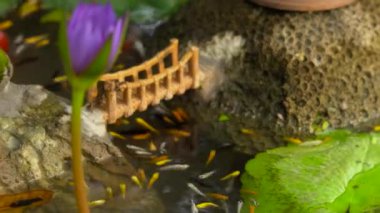 Rengarenk ile Çin Bahçe gölet görünümünü sazan koi balıkları.