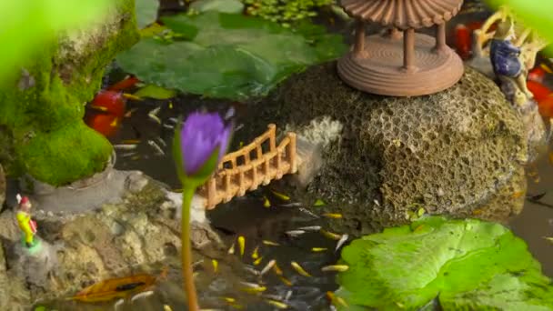 Vista Del Estanque Jardín Chino Con Peces Koi Carpa Multicolor — Vídeo de stock