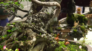 büyük bir gemi bir bonsai ağacı büyür ve çok renkli balık yüzmek su ile oluşan bir büyük bonsai kompozisyon