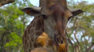 Mutlu anne ve izlemek ve hayvanat bahçesinde zürafa besleme oğlu. Mutlu aile ile hayvan safari Parkı'sıcak yaz gününde eğleniyor.